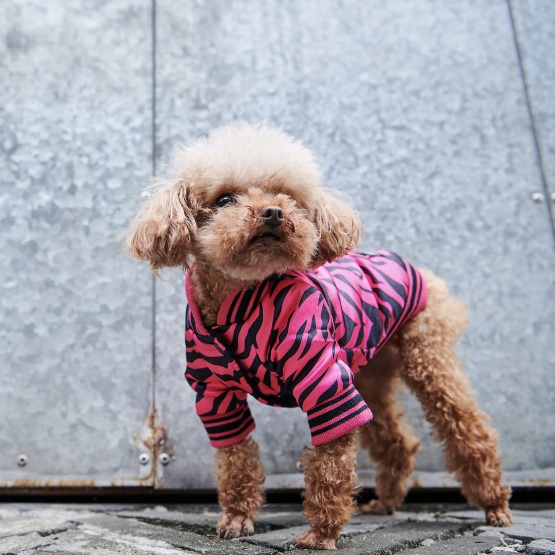 Wild Style Dog Jacket