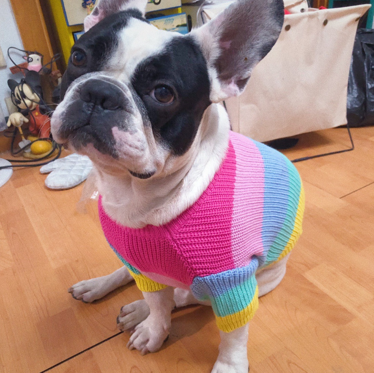 Rainbow Pure Wool Pooch Sweater